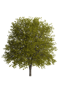 Lone Tree Black Background PNG