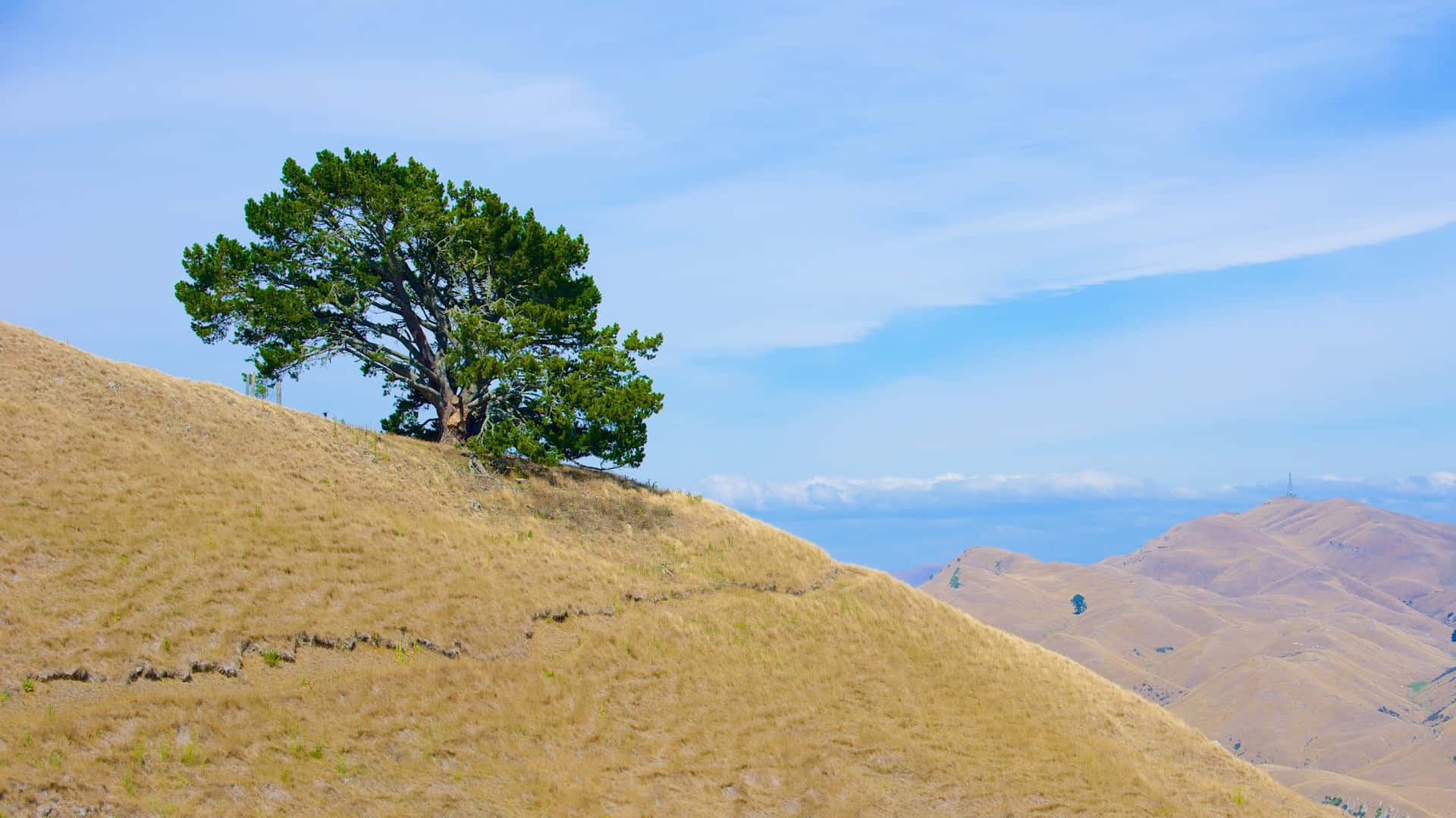 Lone_ Tree_on_ Hastings_ Hillside_ New_ Zealand Wallpaper