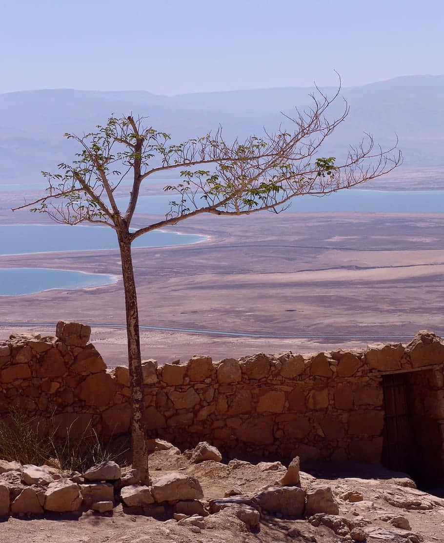 En Eneste Træ Staende Øverst På Masada Nær Dødehavet Wallpaper