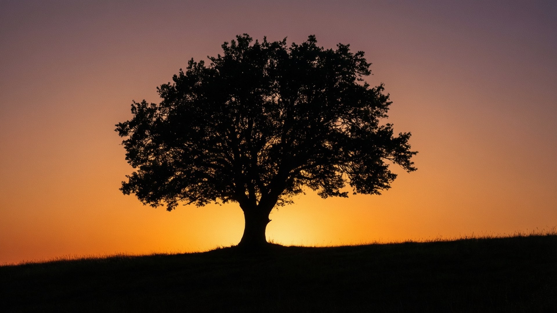 Einsamer Baum Sonnenuntergang Wallpaper