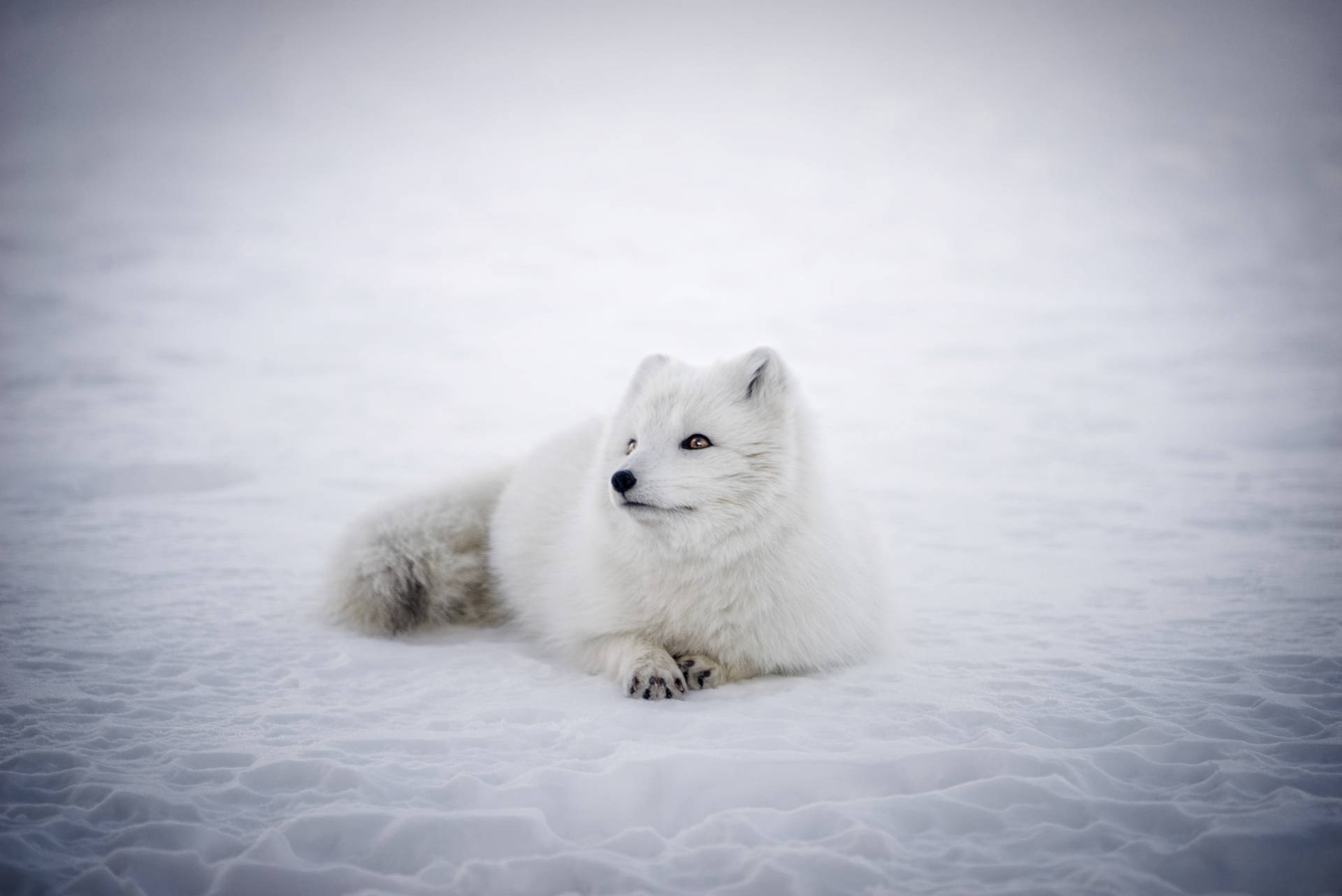 Lone Winter Arctic Fox Wallpaper