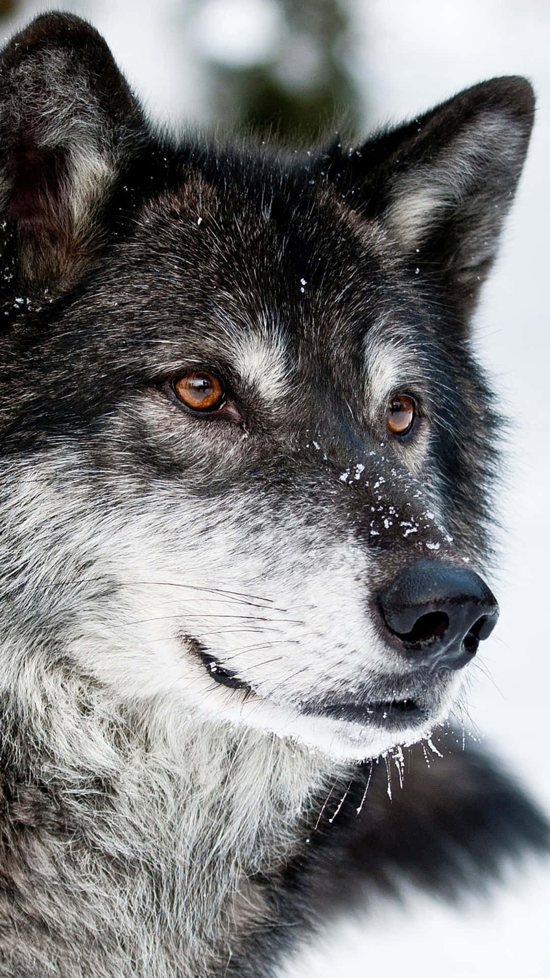 Majestueuze Eenzame Wolf In Een Mystiek Bos Achtergrond