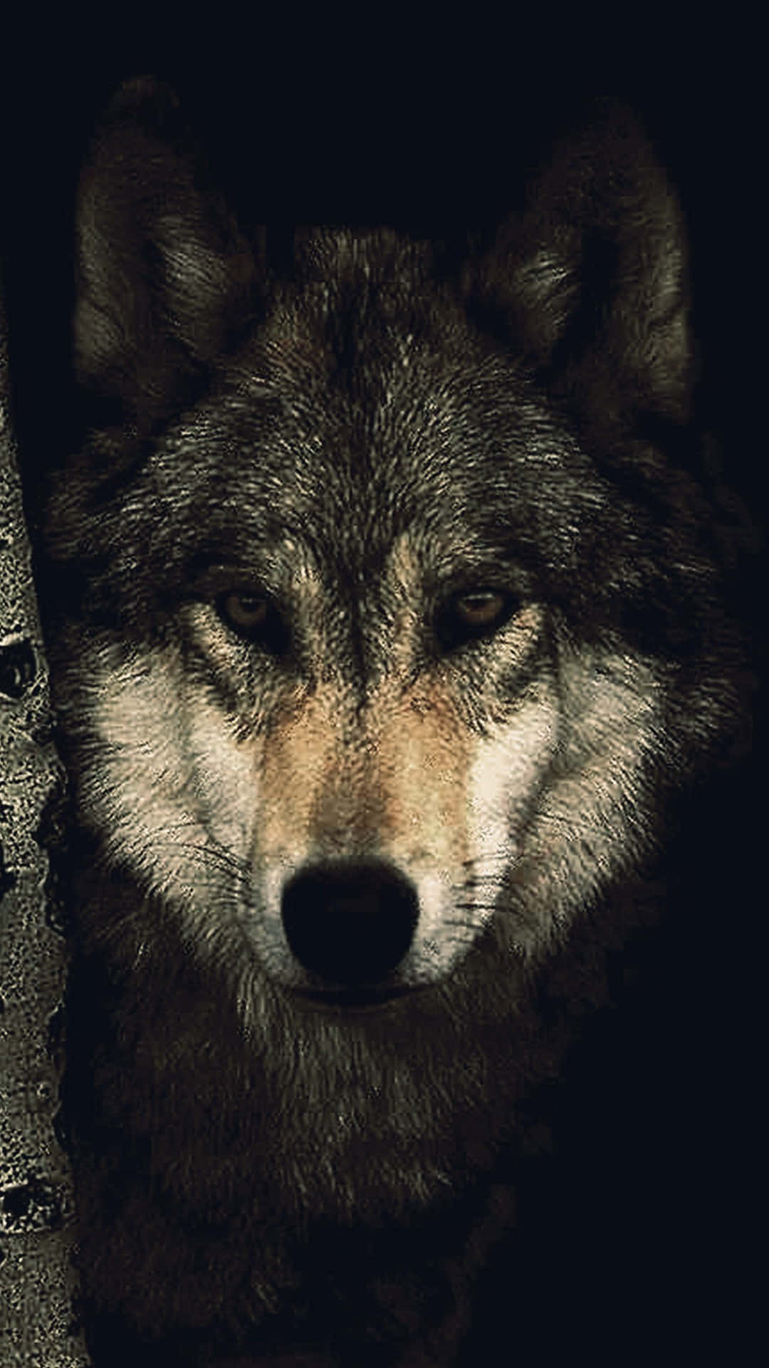 Lone Wolf in Moonlit Forest Wallpaper