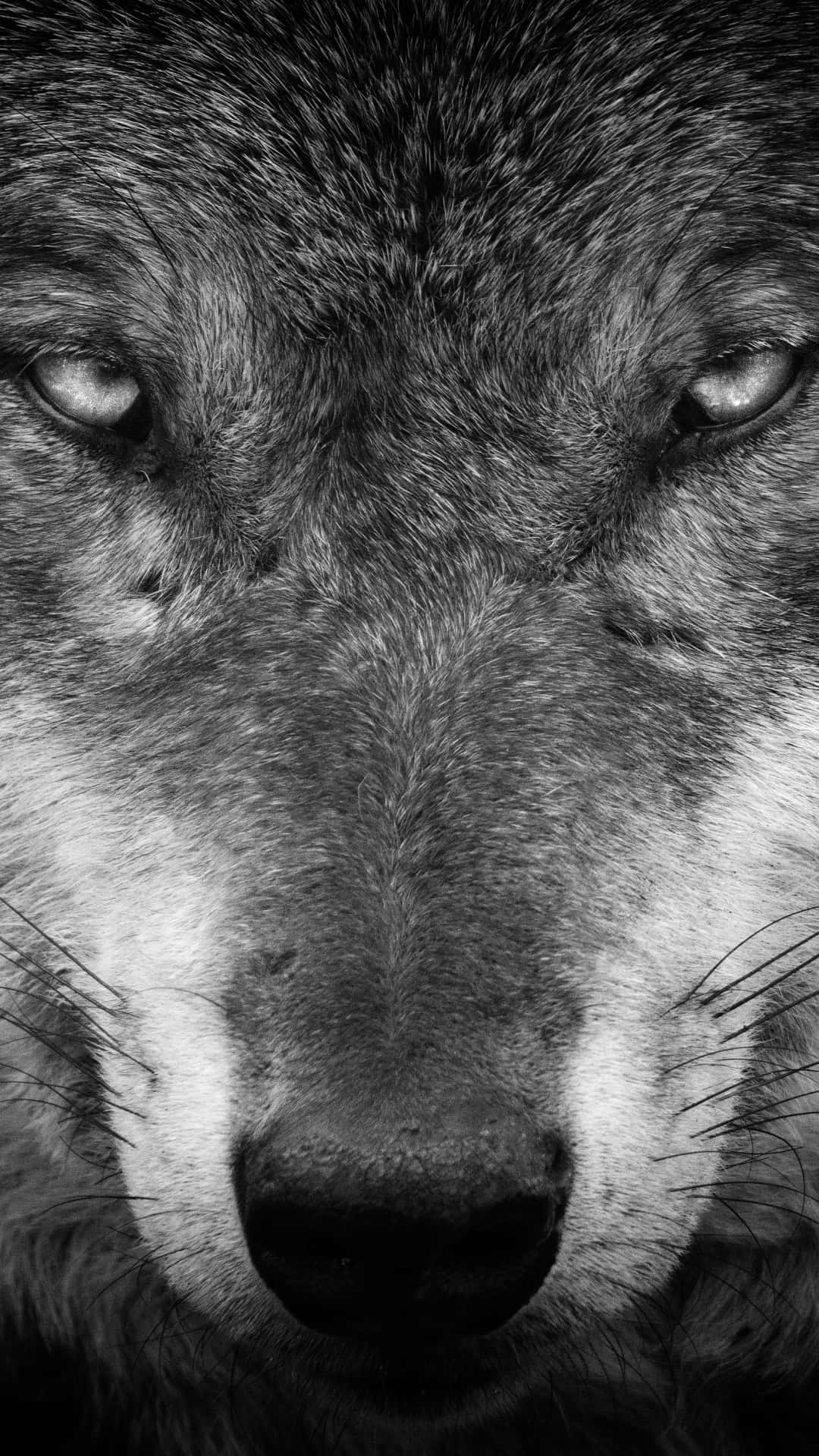 7,200+ Lone Wolf Stock Photos, Pictures & Royalty-Free Images - iStock | Lone  wolf man, Lone wolf howling