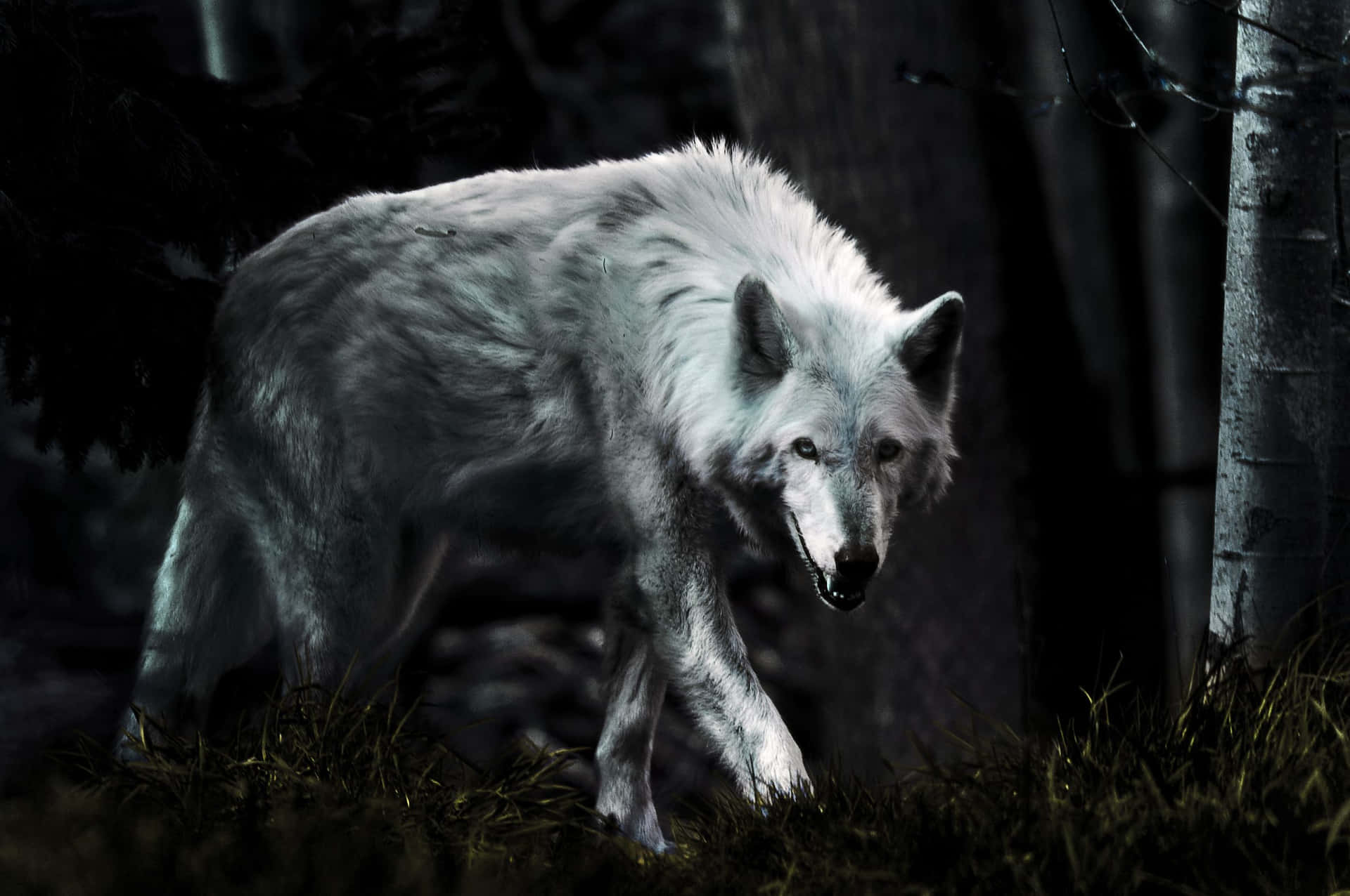 Majestic Lone Wolf in Moonlight Wallpaper