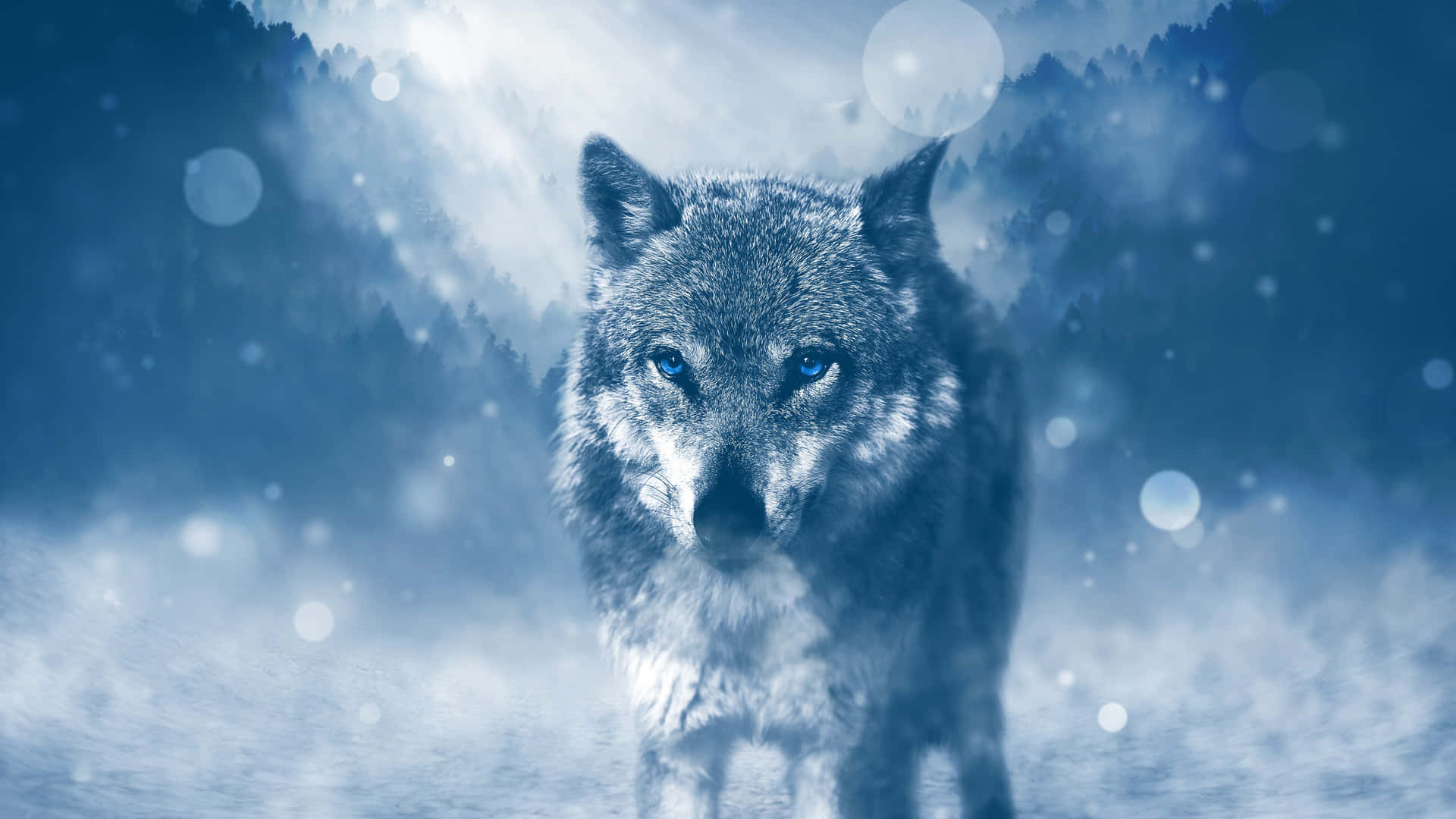 Majestic Lone Wolf in Moonlight Wallpaper