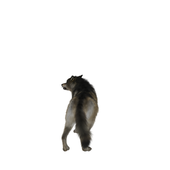 Lone Wolf Howlingin Darkness PNG