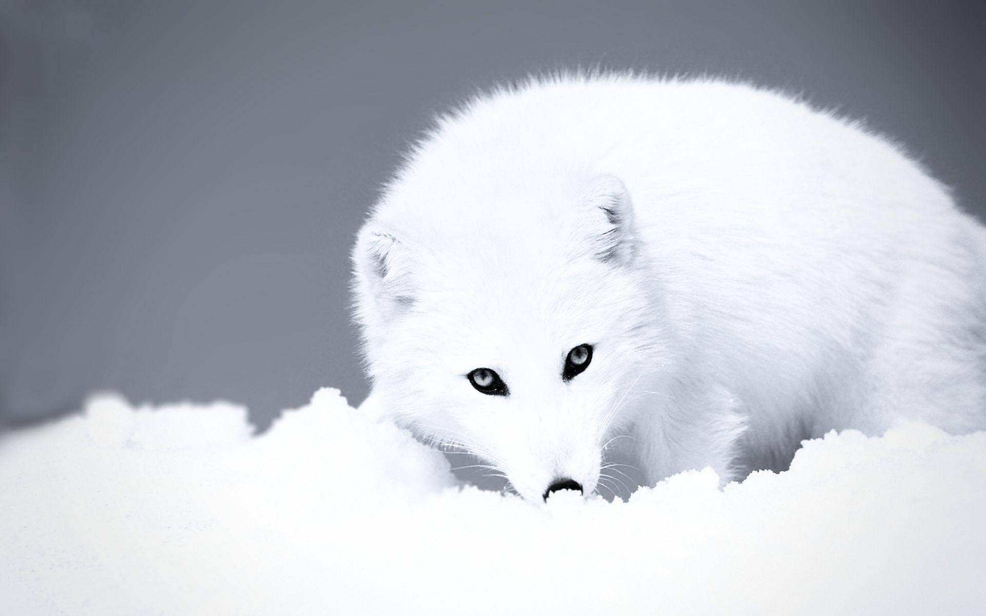 Lonely Adult White Fox Wallpaper