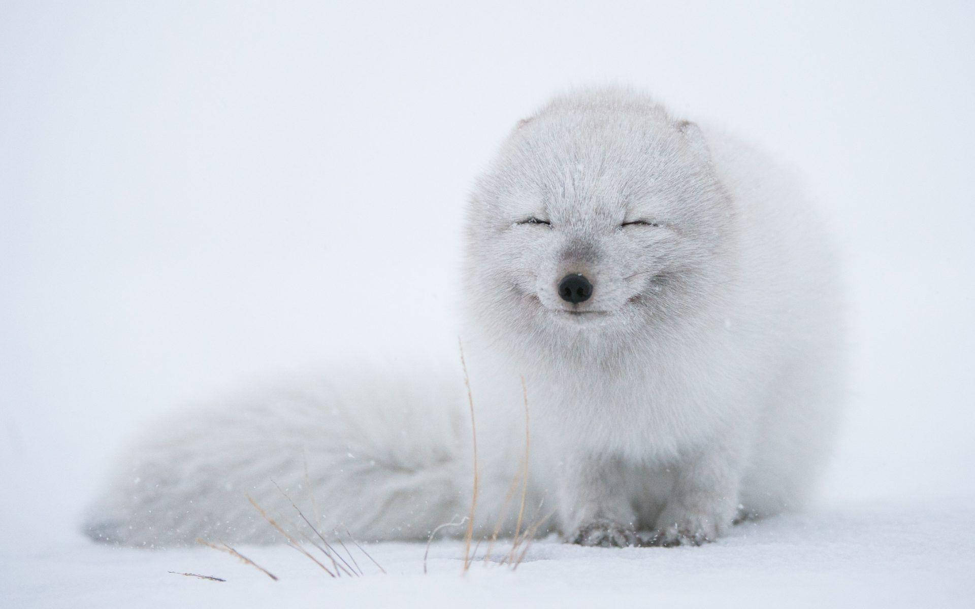 Lonely Arctic White Fox Wallpaper