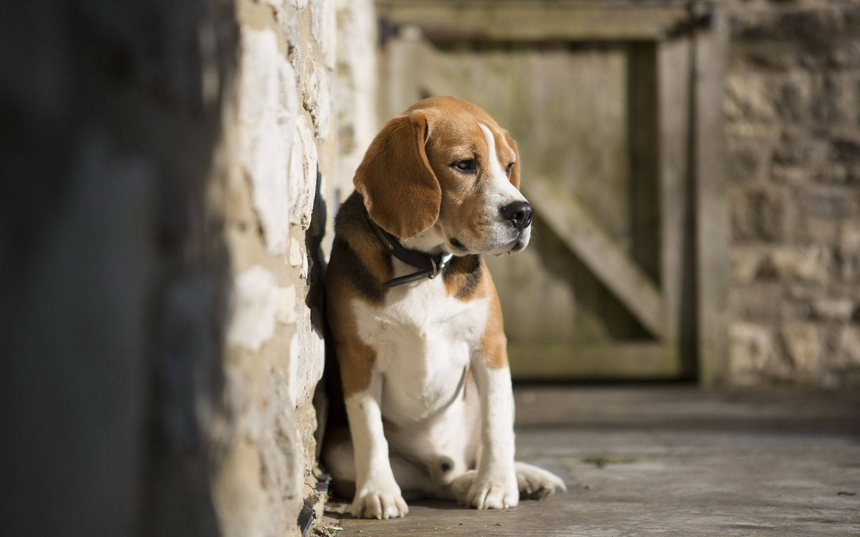 Lonely Beagle Dog Outside Wallpaper