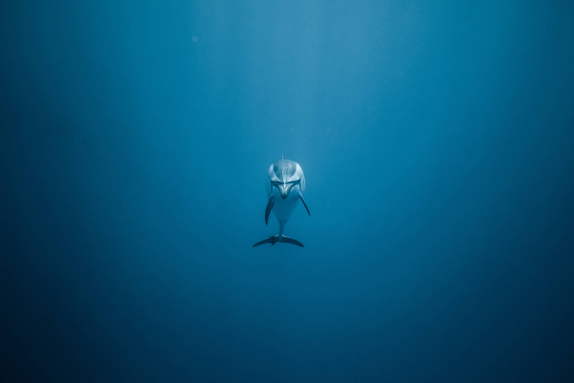 Lonely Dolphin Underwater Wallpaper