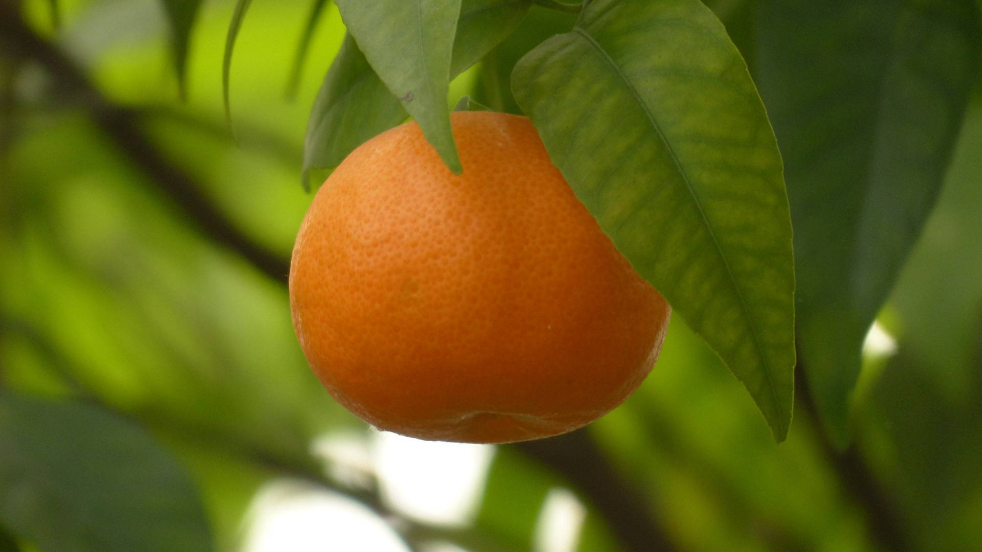 Solitariamandarina Naranja Fruto Cítrico En El Árbol. Fondo de pantalla