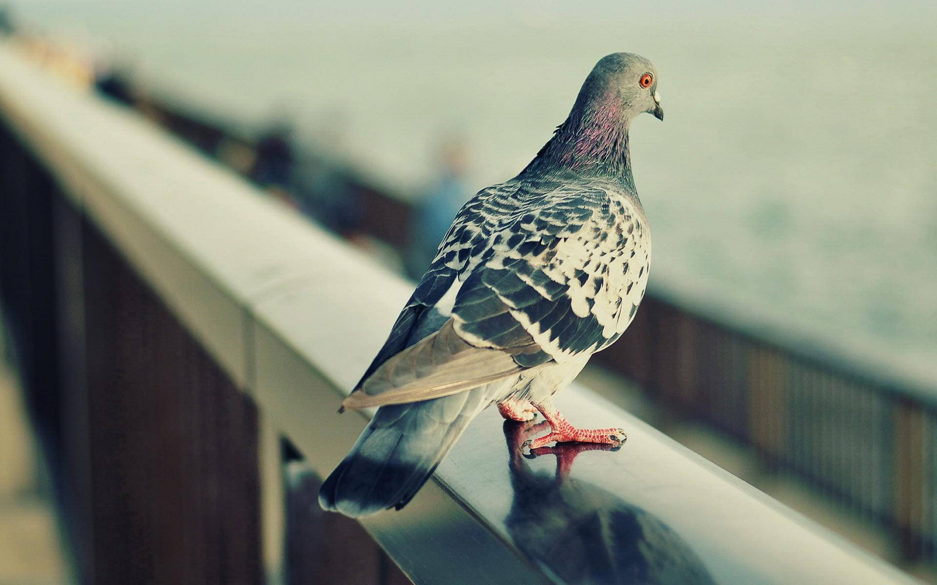 Tranquil Pigeon Overlooking the Ocean Wallpaper