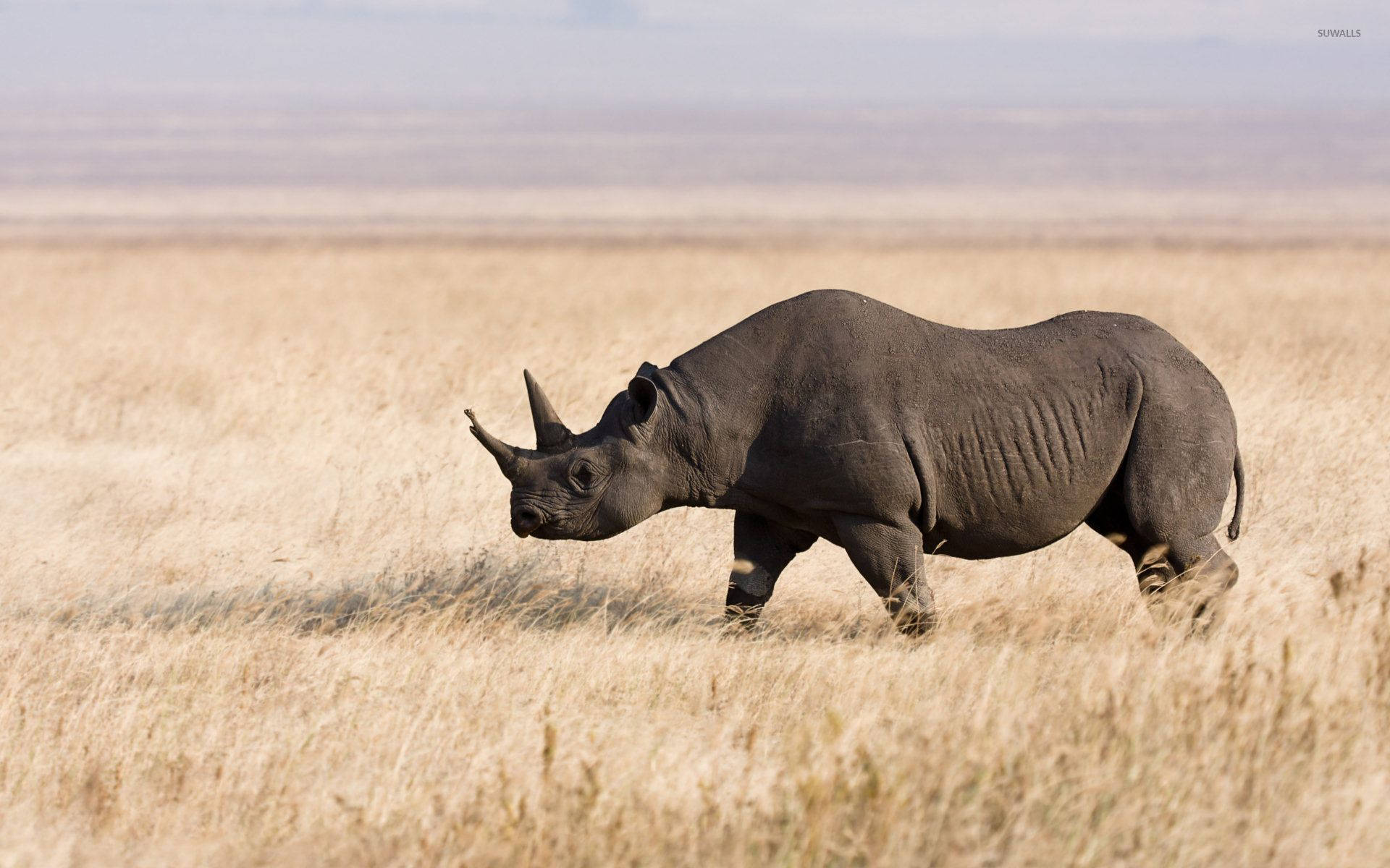 Lonely Rhinoceros Wallpaper