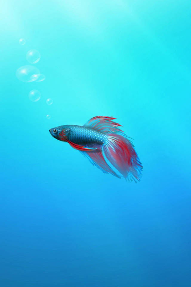 Lonely Siamese Fighting Fish Iphone Wallpaper