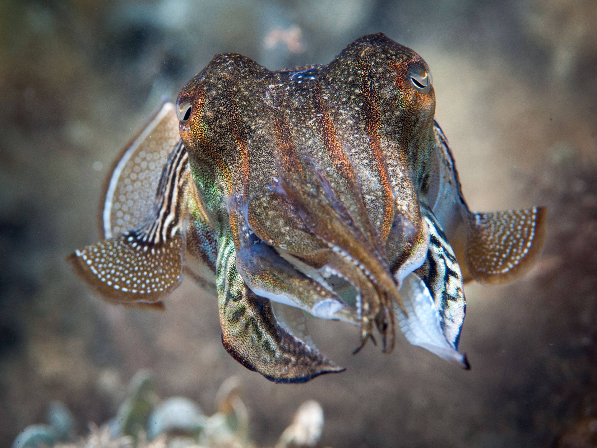 Lonely Swimming Pharaoh Cuttlefish Wallpaper