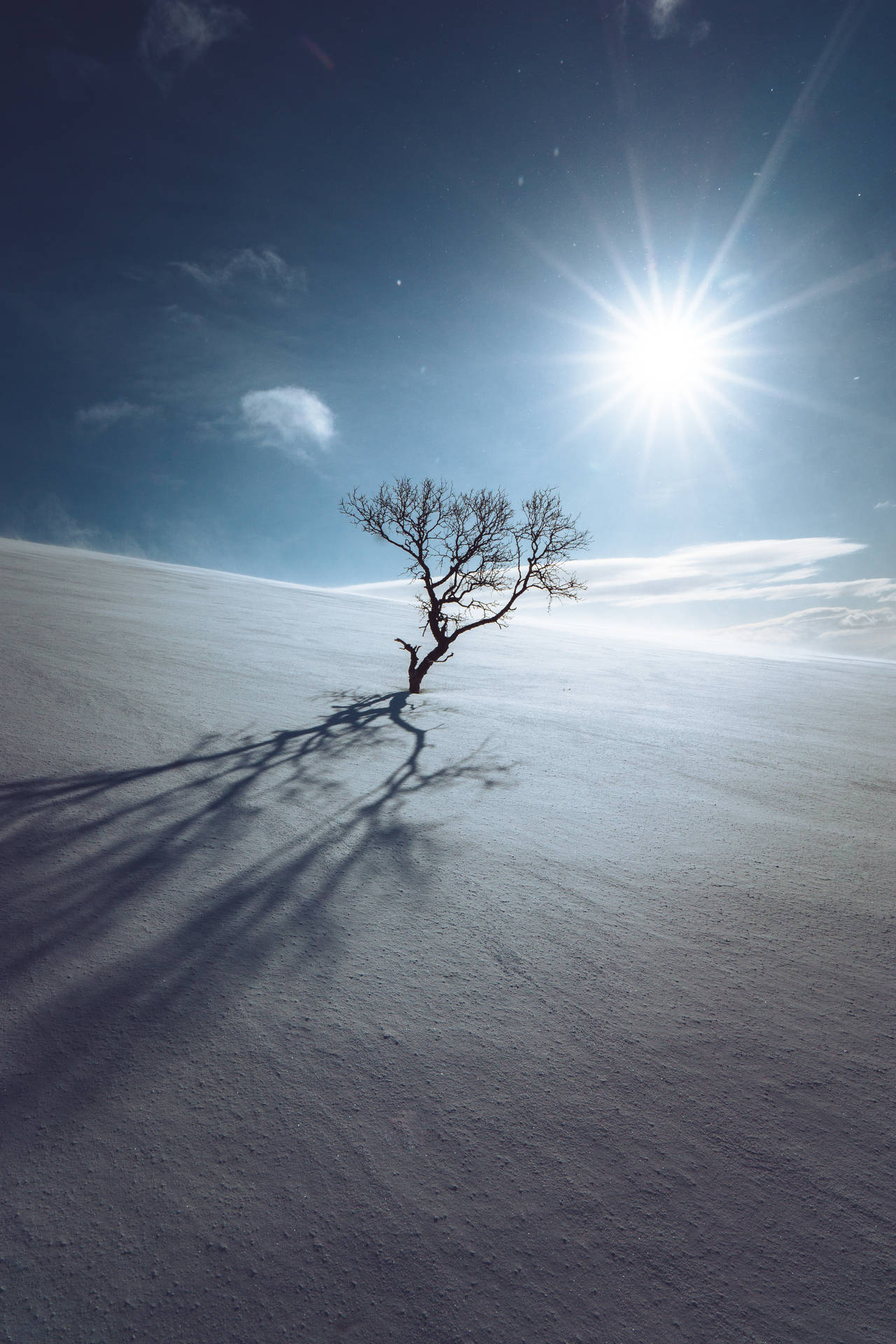 Lonely Tree Standing In Snow Wallpaper