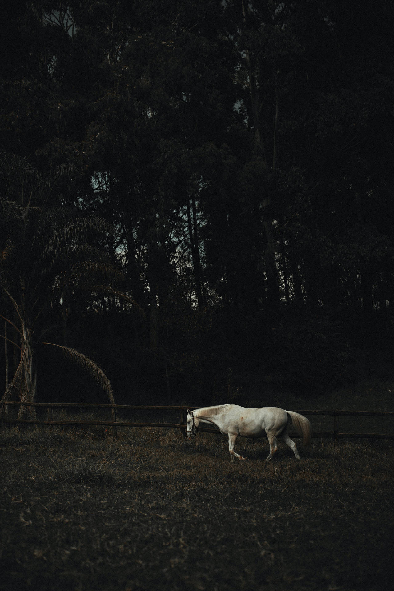 Lonely White Horse Iphone Wallpaper