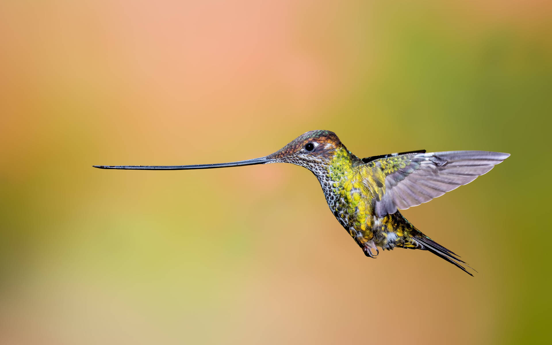 Long Beak Hummingbird Wallpaper