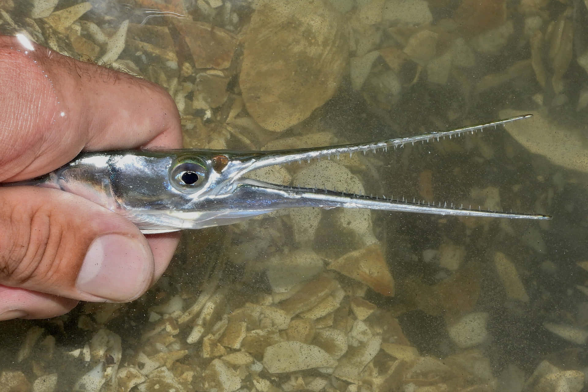 Long Beaked Needlefish Held In Hand.jpg Wallpaper