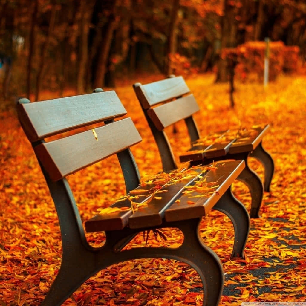 Long Bench Chairs With Orange Autumn Leaves Wallpaper