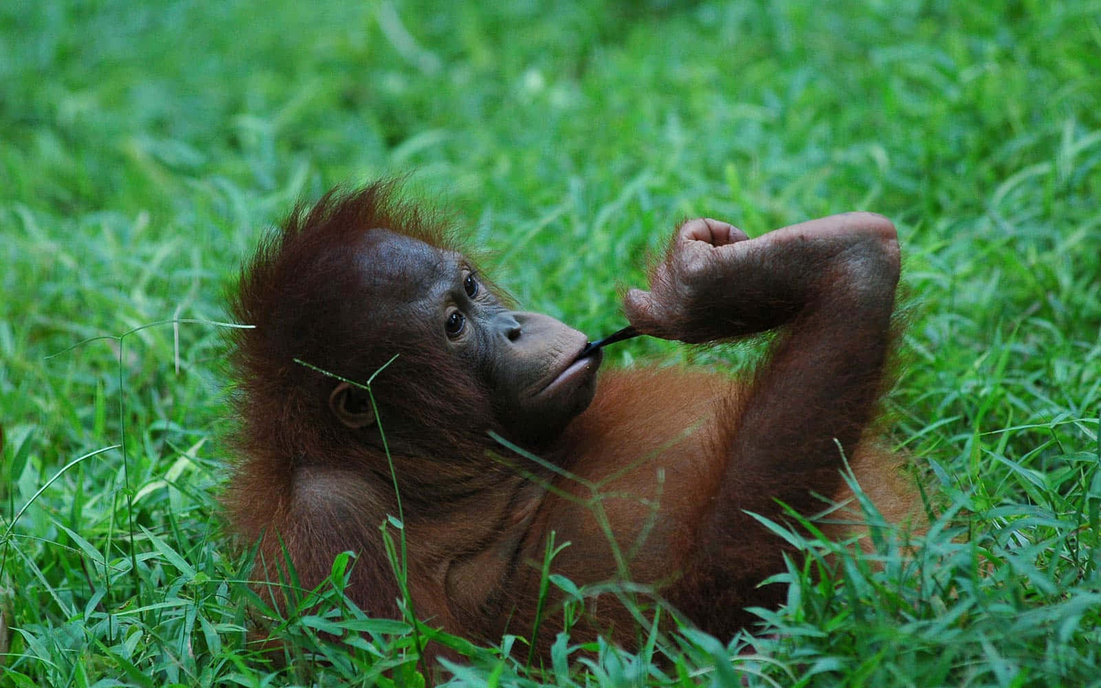 Lunghebraccia Incurvate Orangutan Sfondo