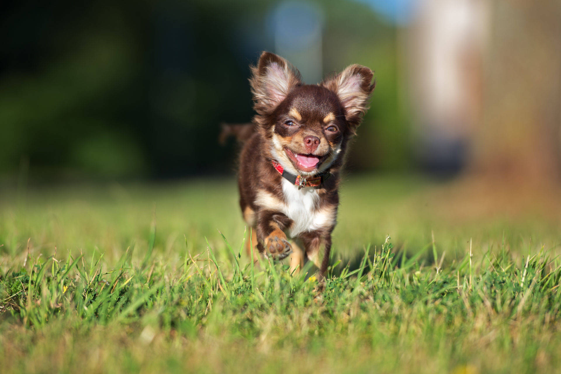 Long Coat Chihuahua Puppy Dog Wallpaper