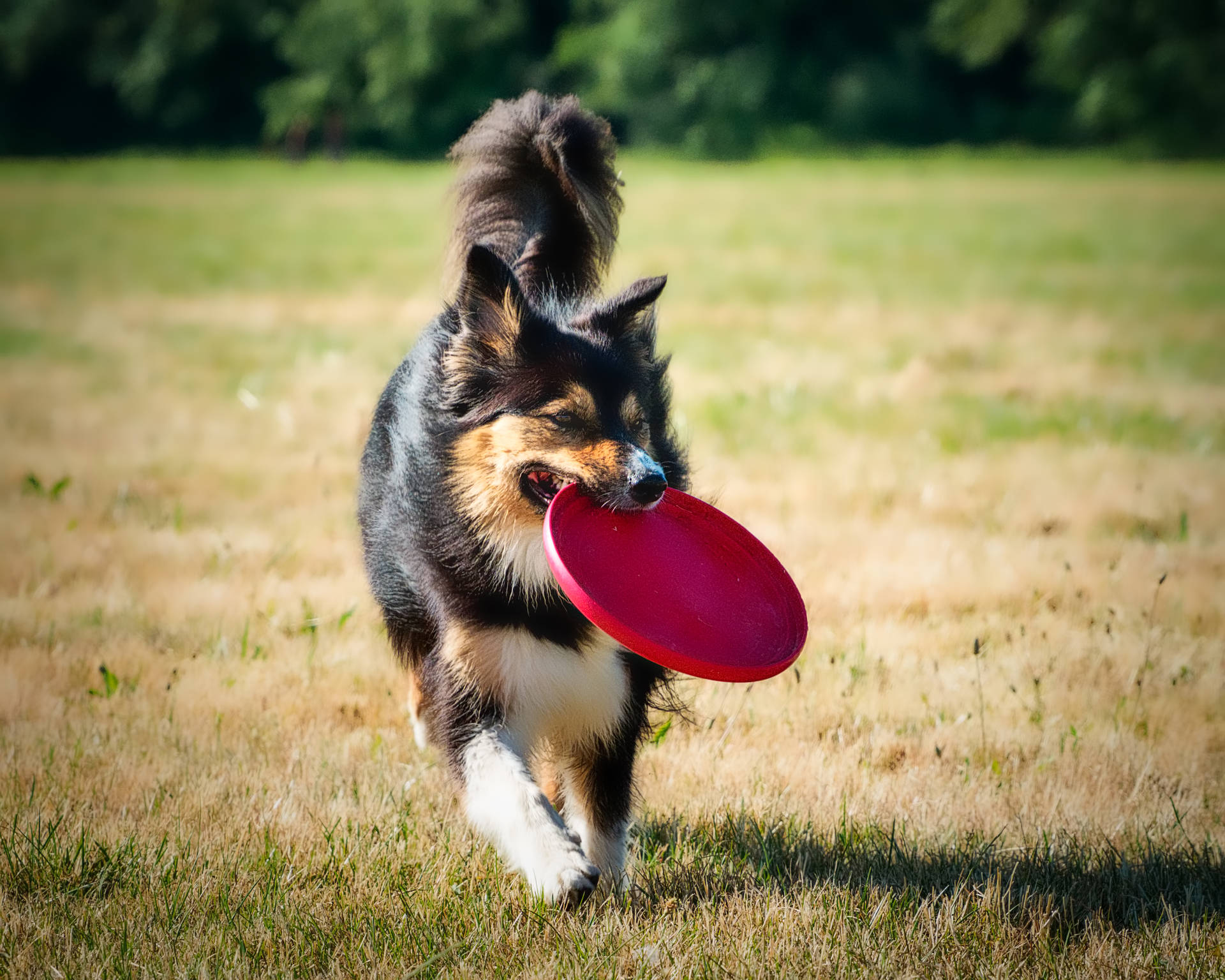Long Coat Dog With Frisbee Wallpaper