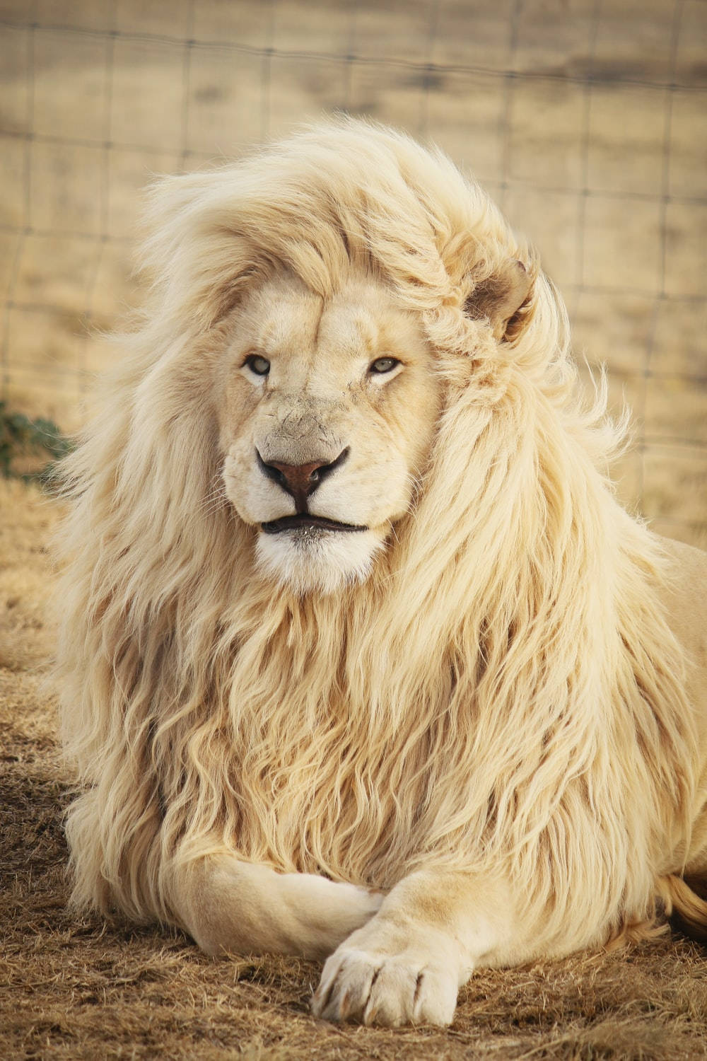 Long Fur White Lion Iphone Wallpaper