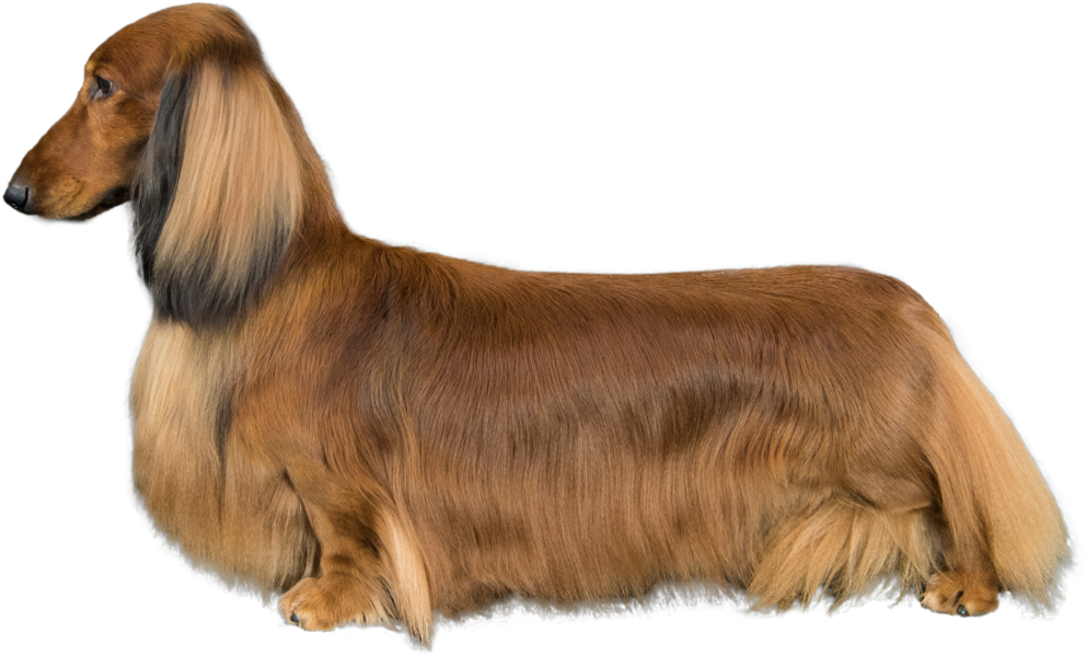 Long Haired Dachshund Profile PNG