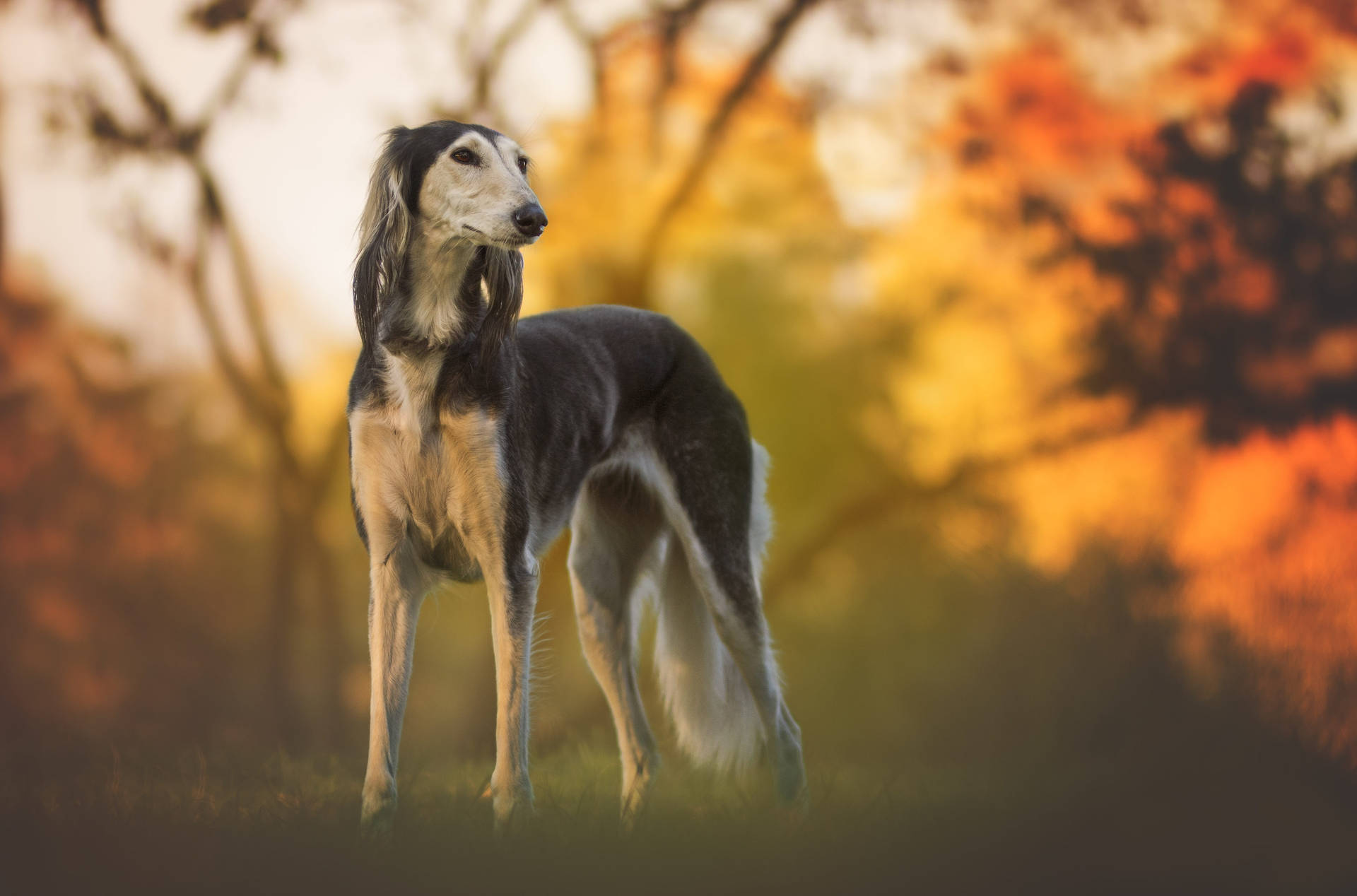 Long Haired Greyhound Autumn Wallpaper