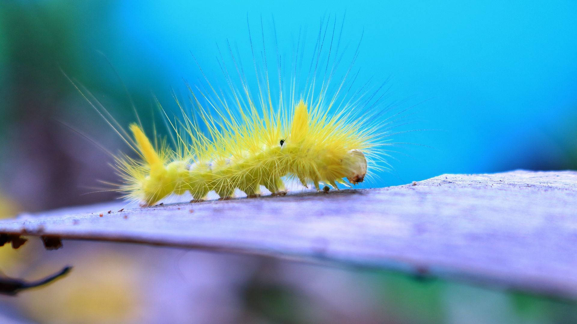 Long-haired Yellow Caterpillar On Leaf Background