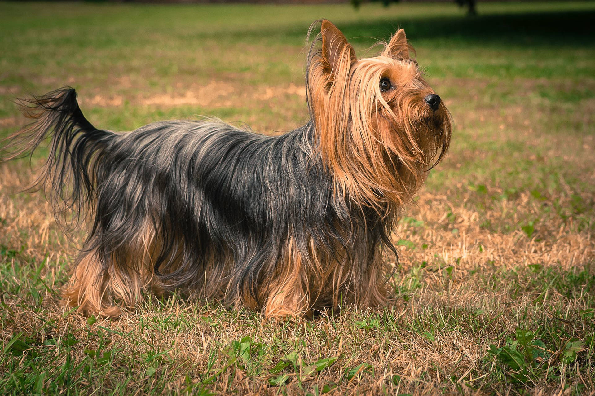 Majestic Long-haired Yorkshire Terrier in Vibrant Setting Wallpaper