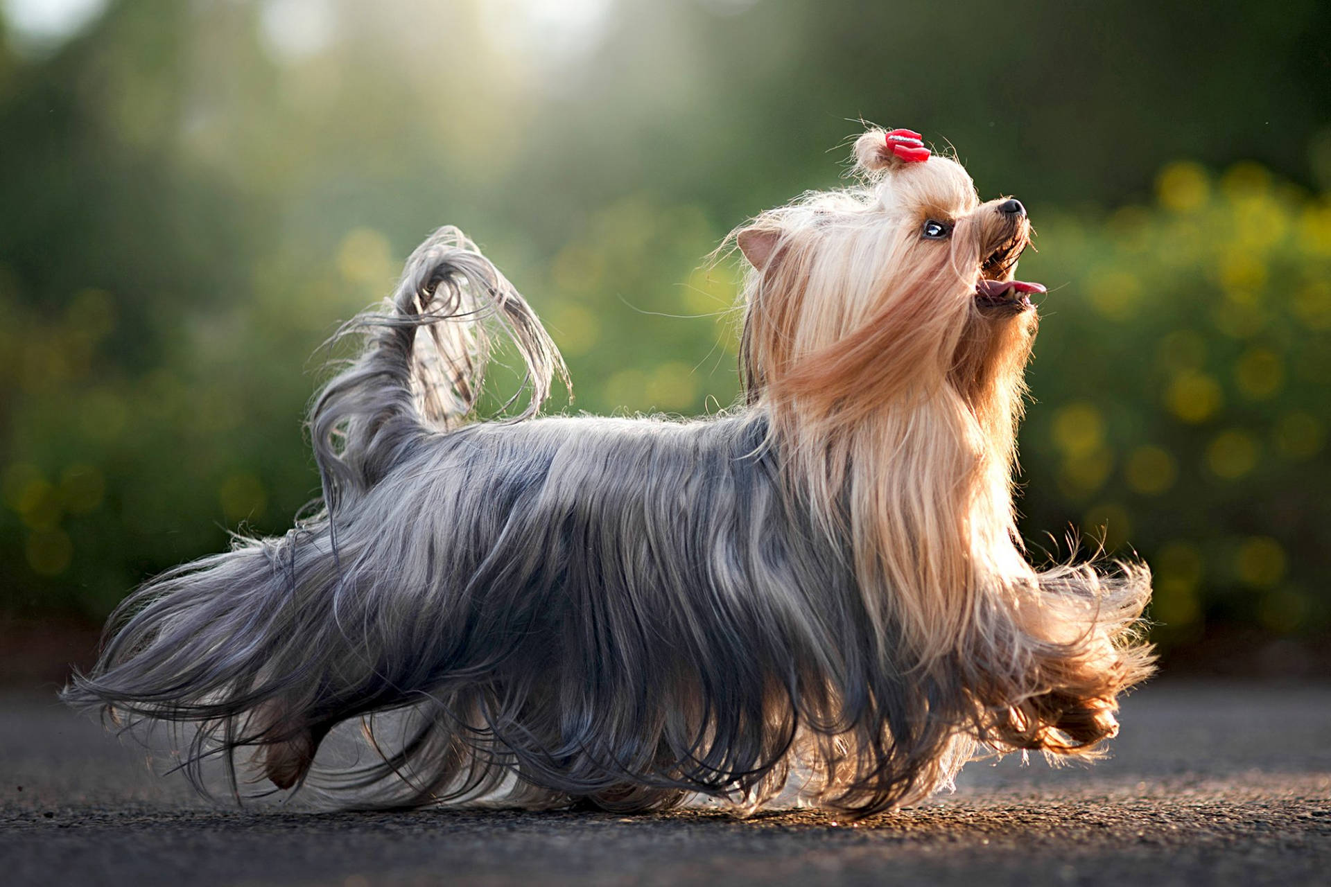 Long Haired Yorkshire Terrier Running Wallpaper