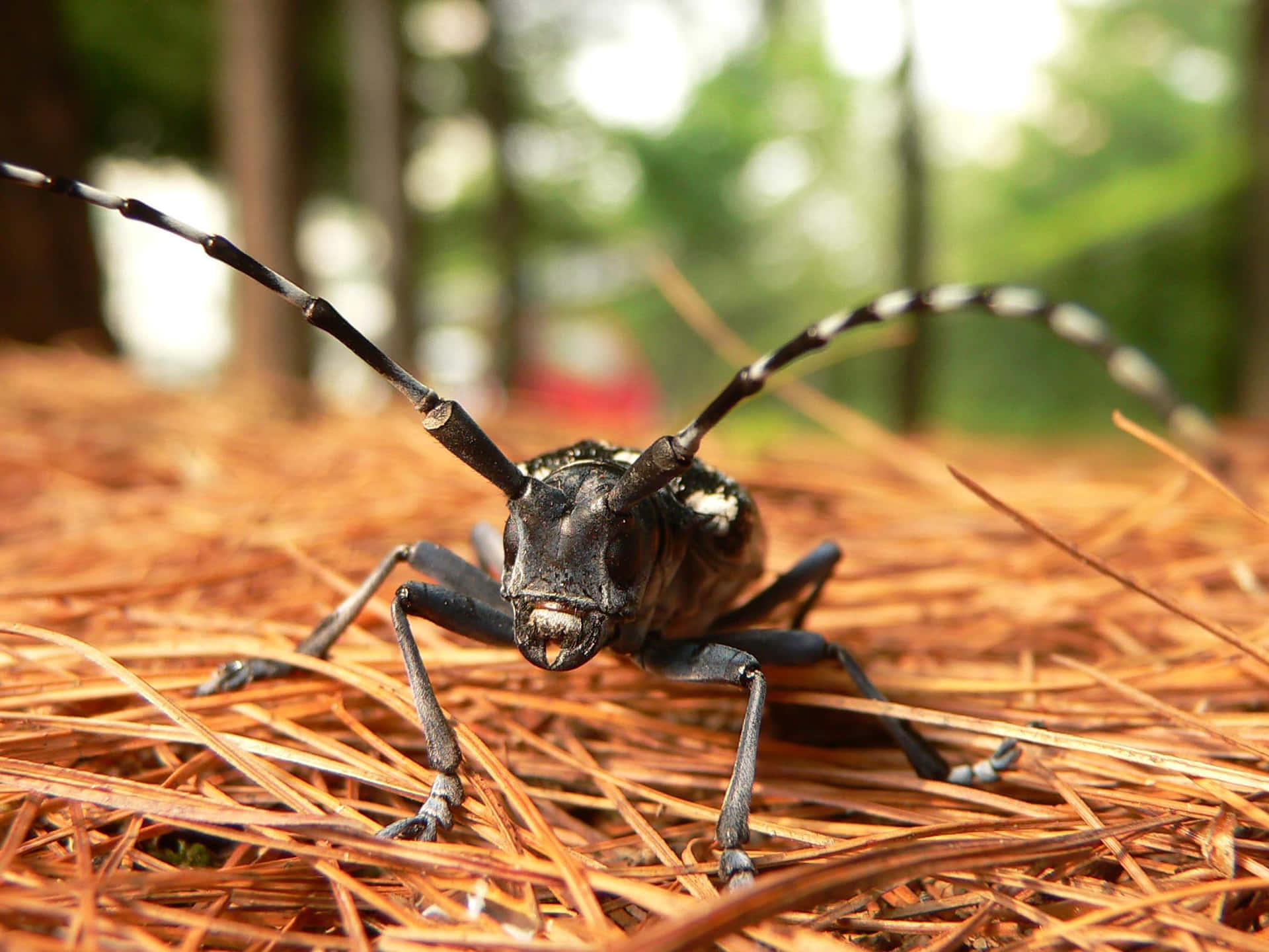 Long Horned Beetle On Pine Needles.jpg Wallpaper