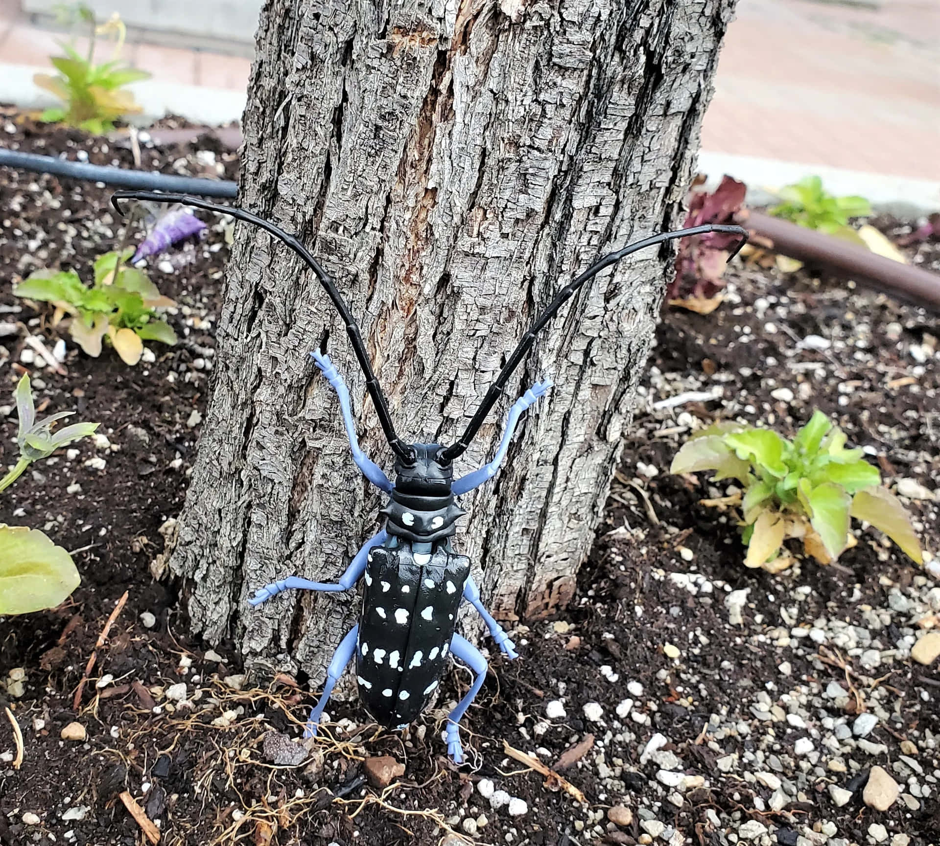 Long Horned Beetle On Tree Trunk Wallpaper