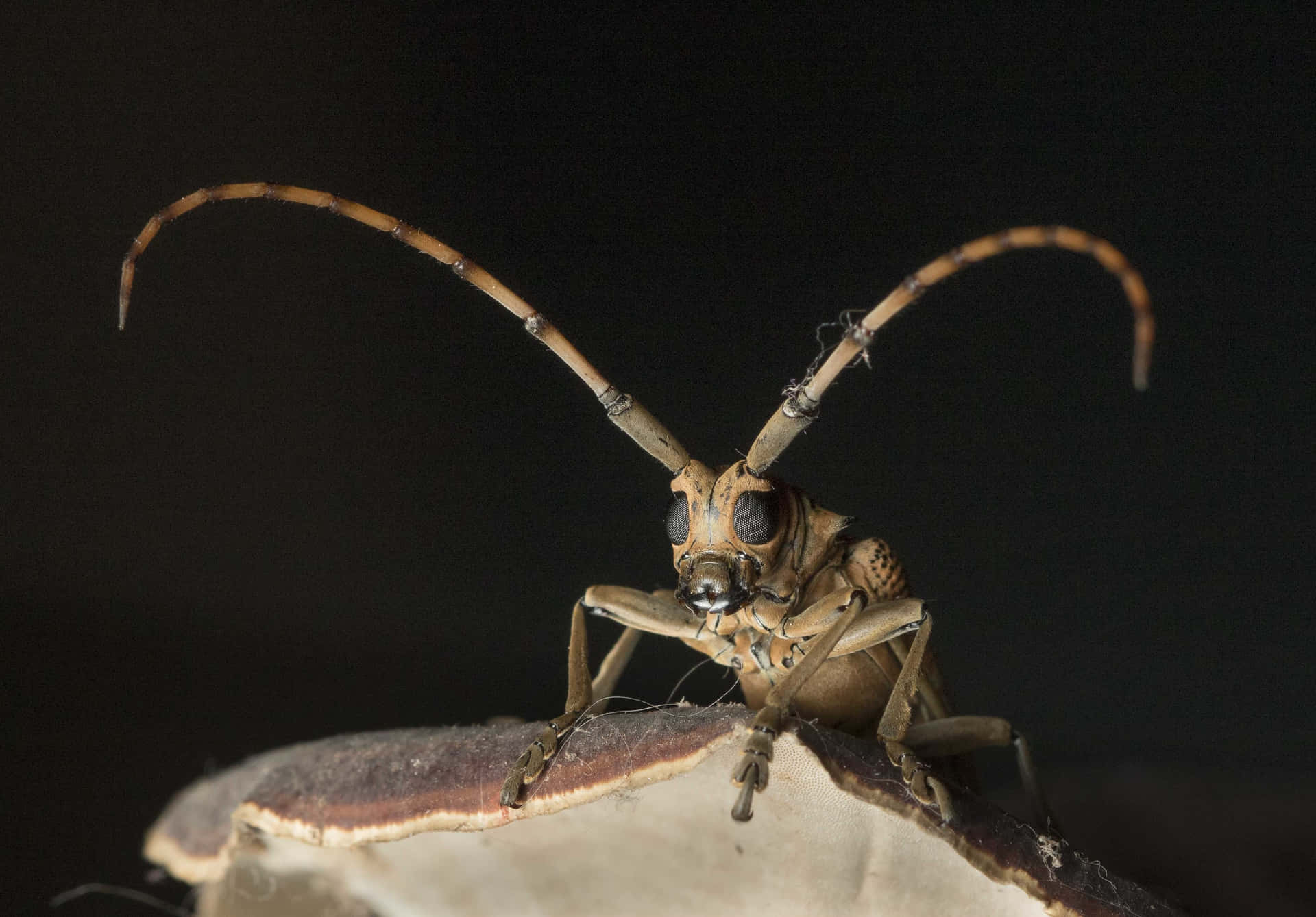 Long Horned Beetle Portrait Wallpaper
