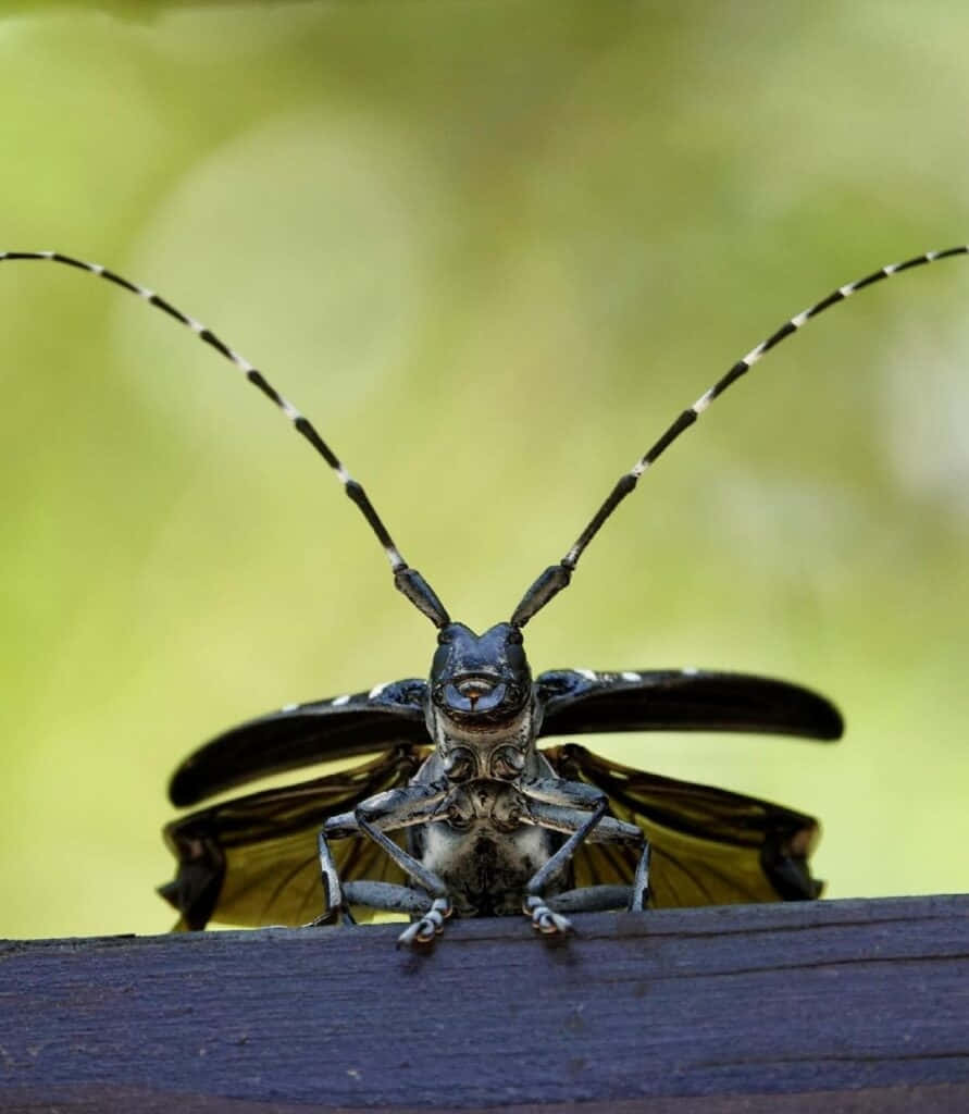 Long Horned Beetle Spread Wings Wallpaper