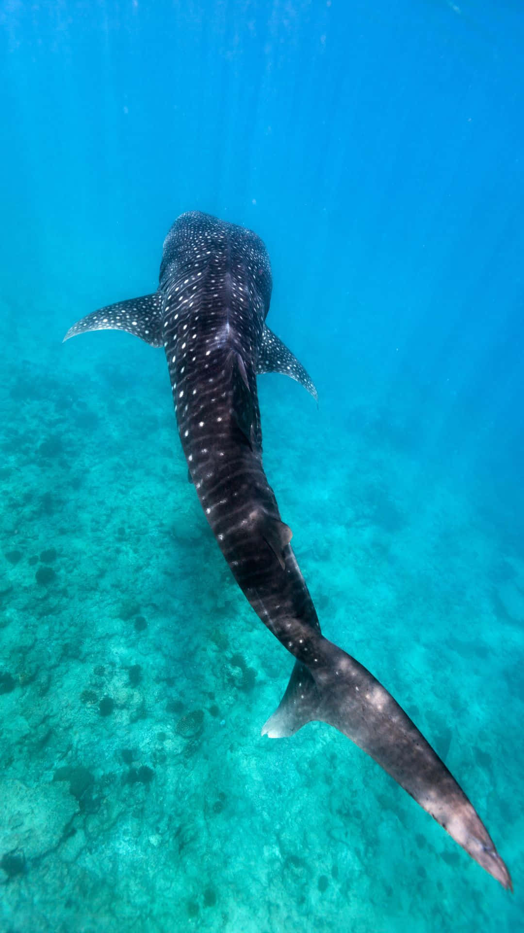 Whale Shark gopro maldives nature ocean shark travel  underwater HD phone wallpaper  Peakpx