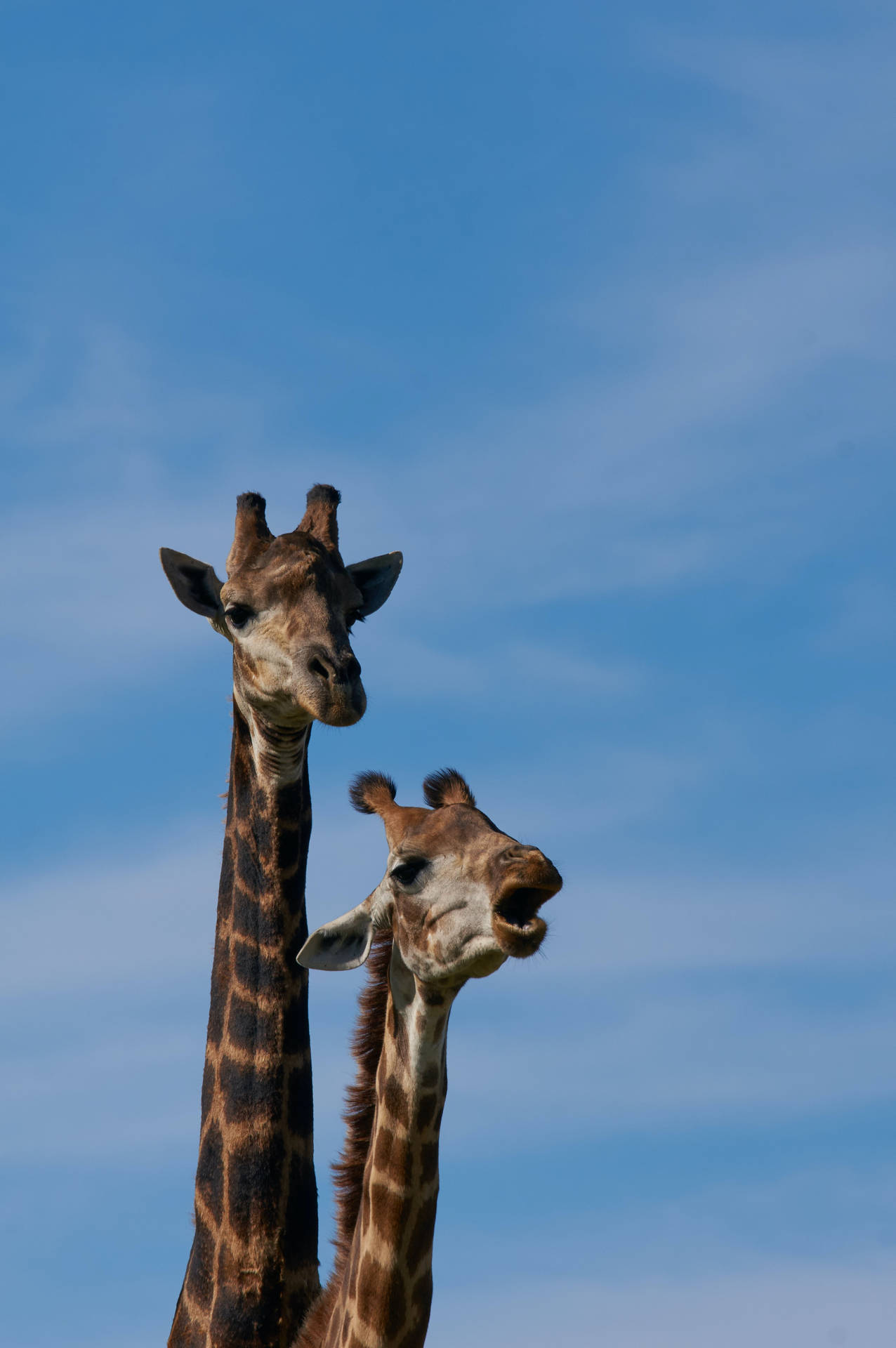 Long-necked Giraffe Humming Wallpaper