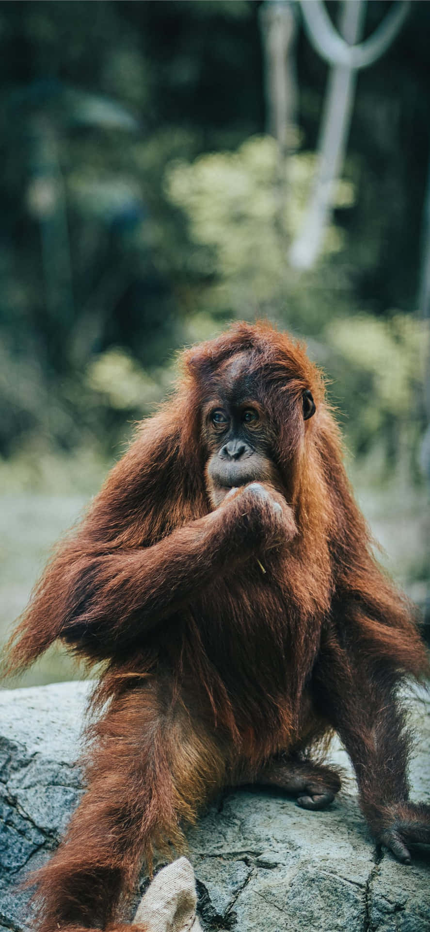 Orangutandal Lungo Pelo Rosso Sfondo