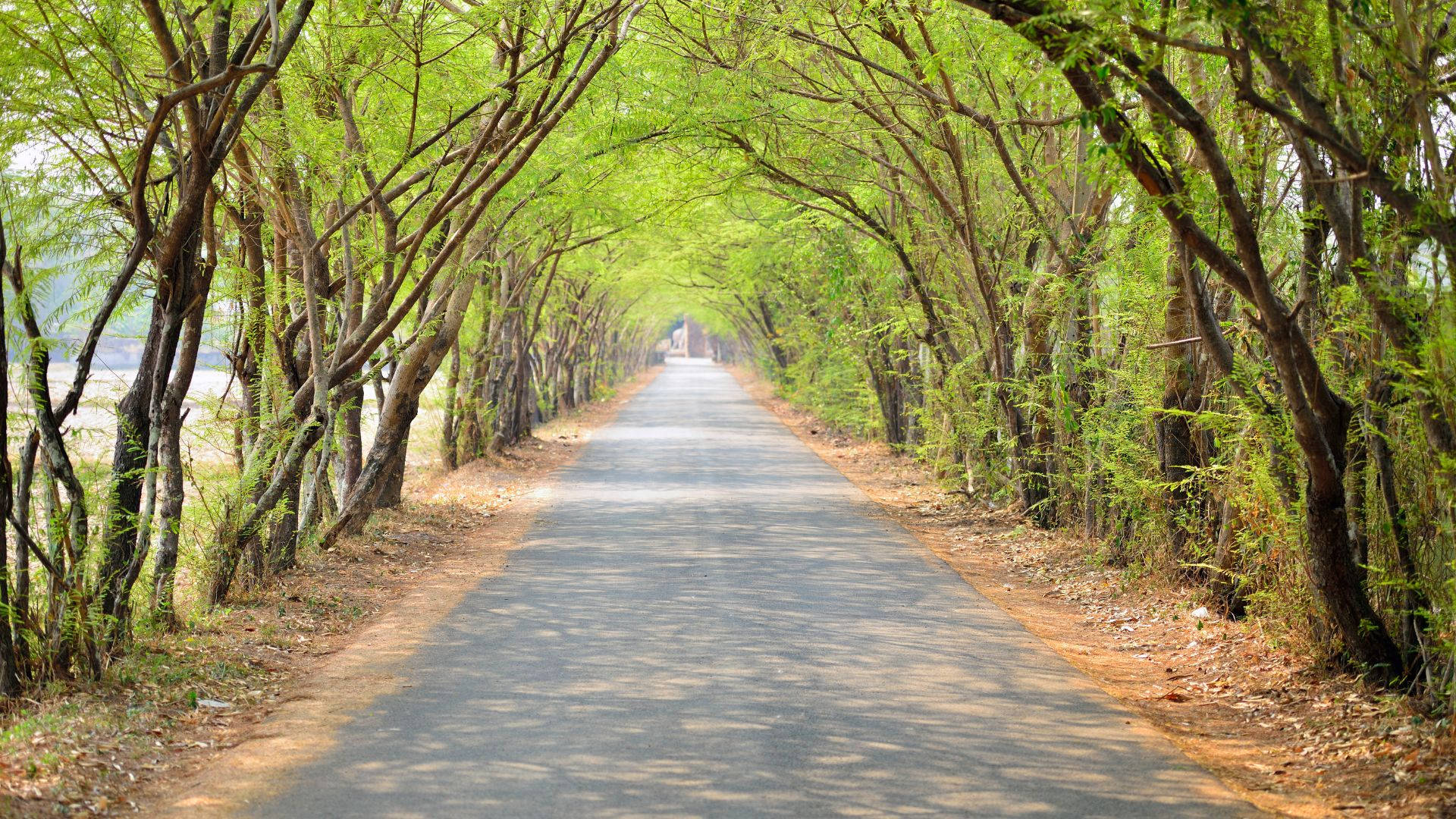 Long Road Journey With Trees Wallpaper