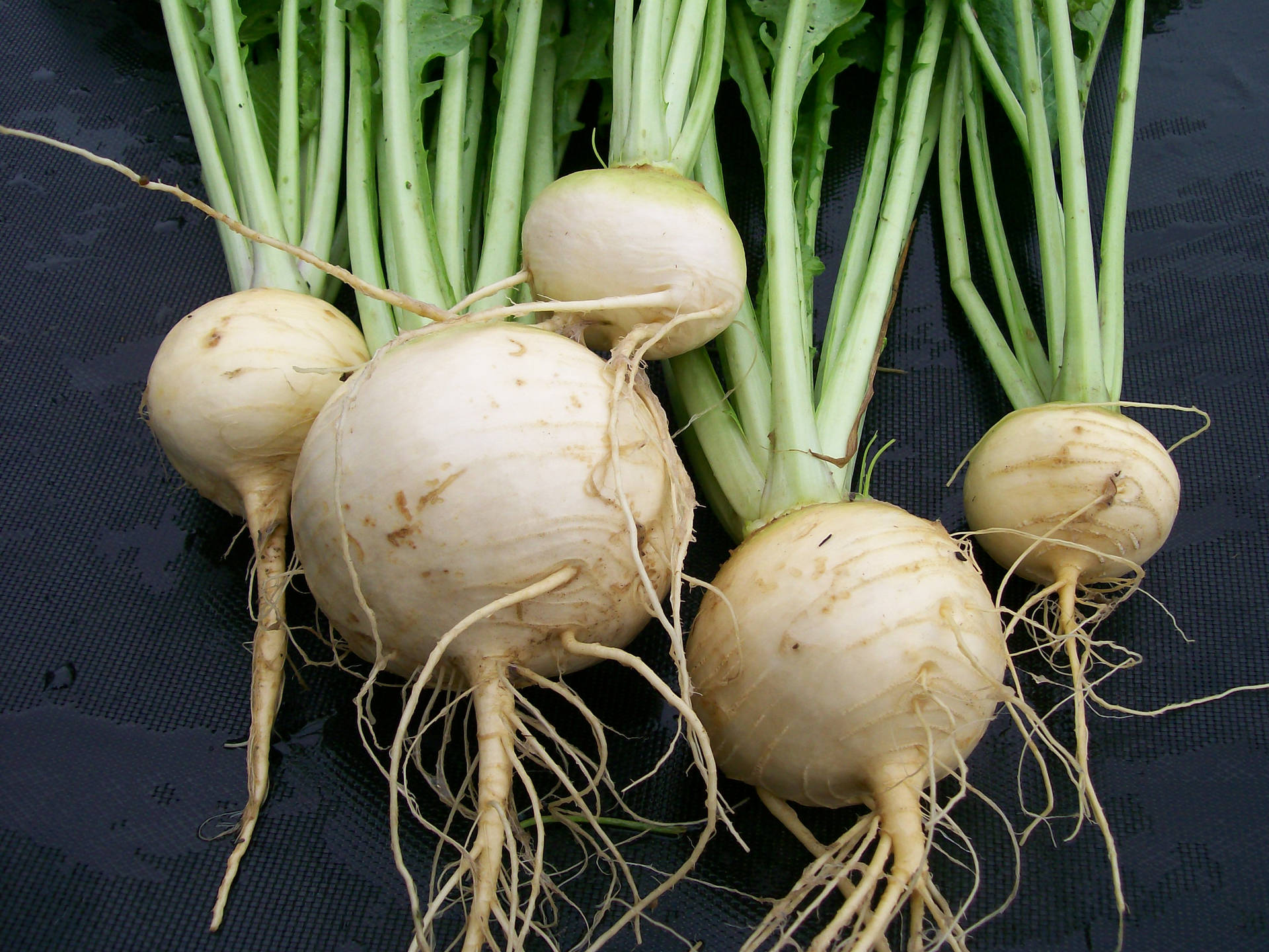 Fresh Long-Rooted White Turnips Wallpaper