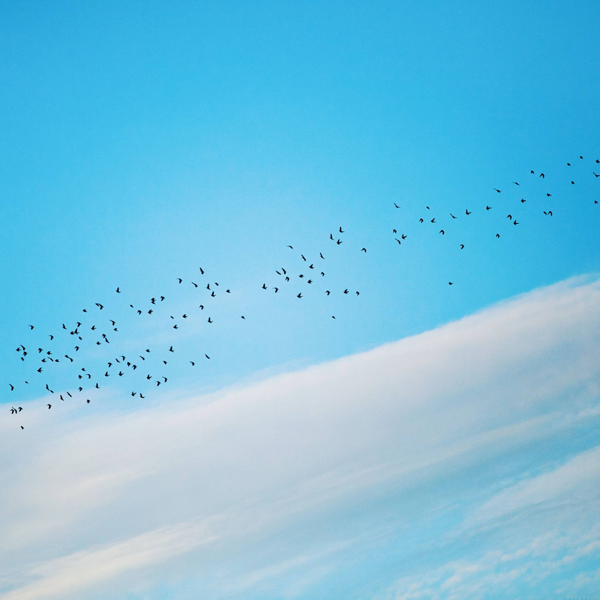 Fotografíade Pájaros Volando A Larga Distancia Fondo de pantalla