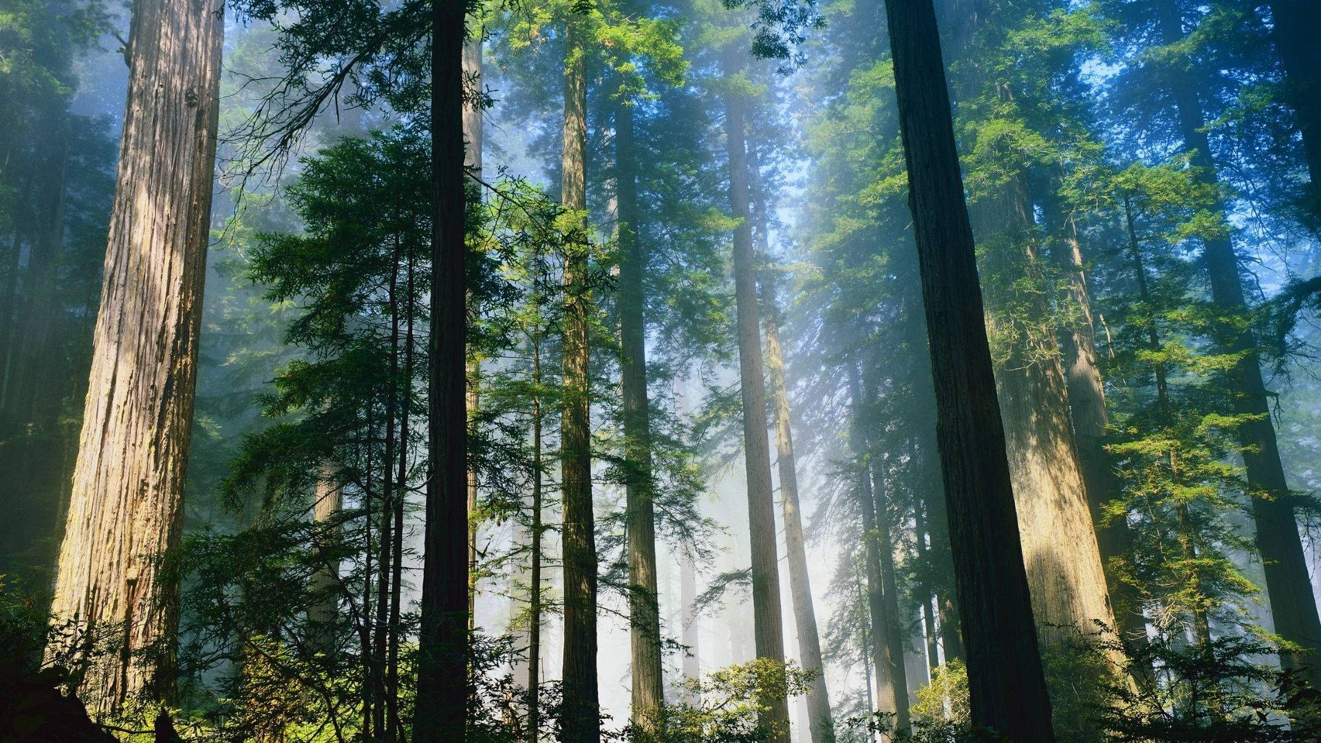 Long Trees In Redwood Forest Wallpaper