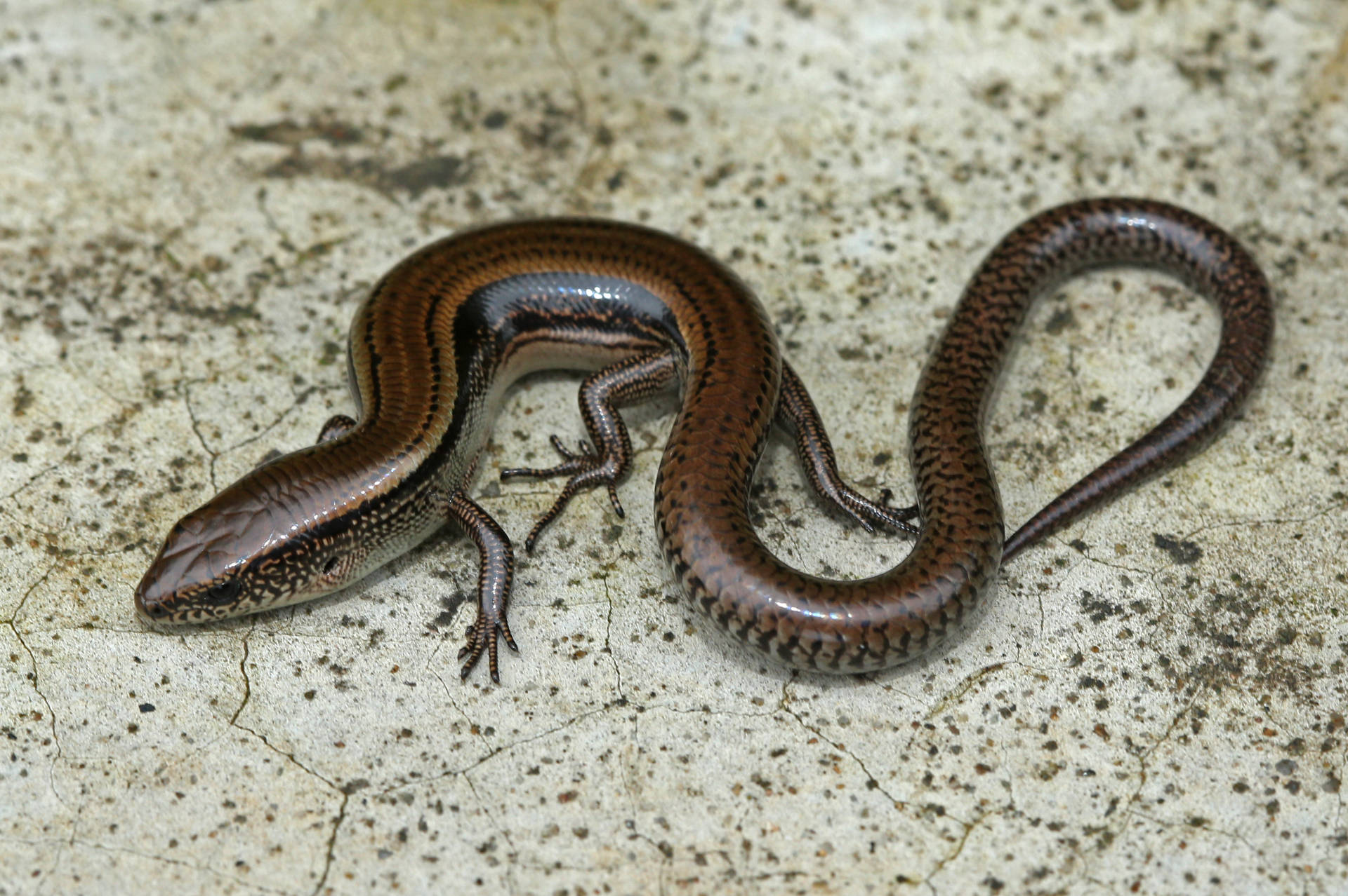 Long Two Lined Ground Skink Wallpaper