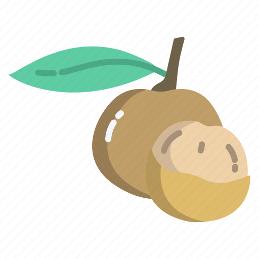 Longan Fruit Illustration PNG