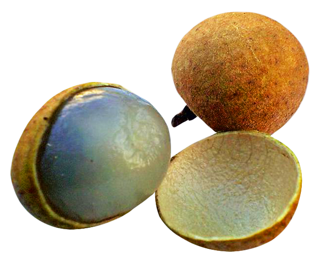 Longan Fruit Variety Display PNG