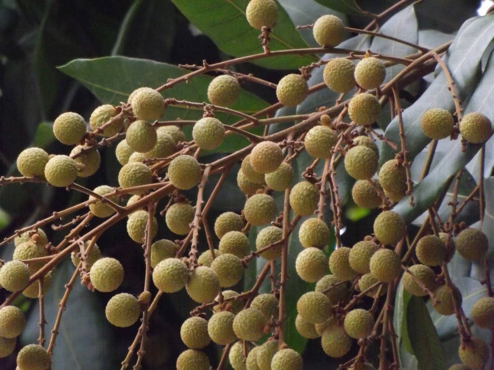 Longan Fruits Branches Without Leaves Background