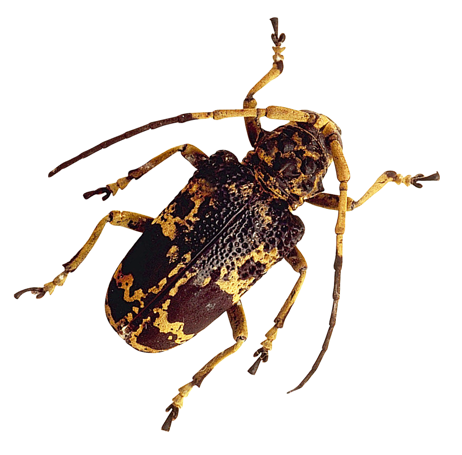 Longhorn Beetle Camouflage Pattern PNG